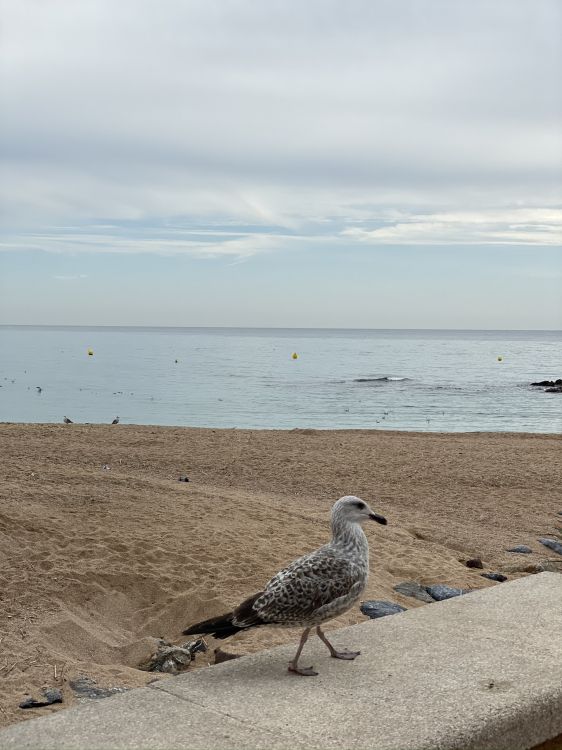 sea, water, Shorebirds, physics, body of water