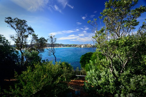 Image green trees near body of water under blue sky during daytime