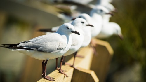 Image white and gray bird on brown wooden fence