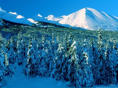 Image snow covered trees and mountains during daytime