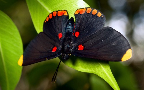 Image black and orange butterfly perched on green leaf in close up photography during daytime