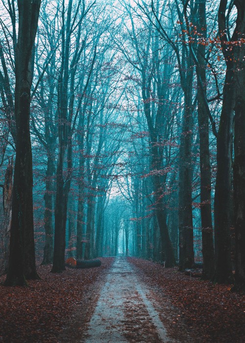 Image natural landscape, sky, tree, forest, nature