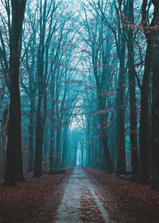 Paysage Naturel, Ciel, Forêt, Nature, Environnement Naturel. Wallpaper in 5304x7426 Resolution