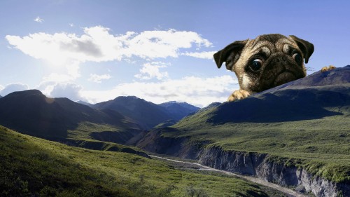 Image fawn pug on green grass field under blue sky during daytime