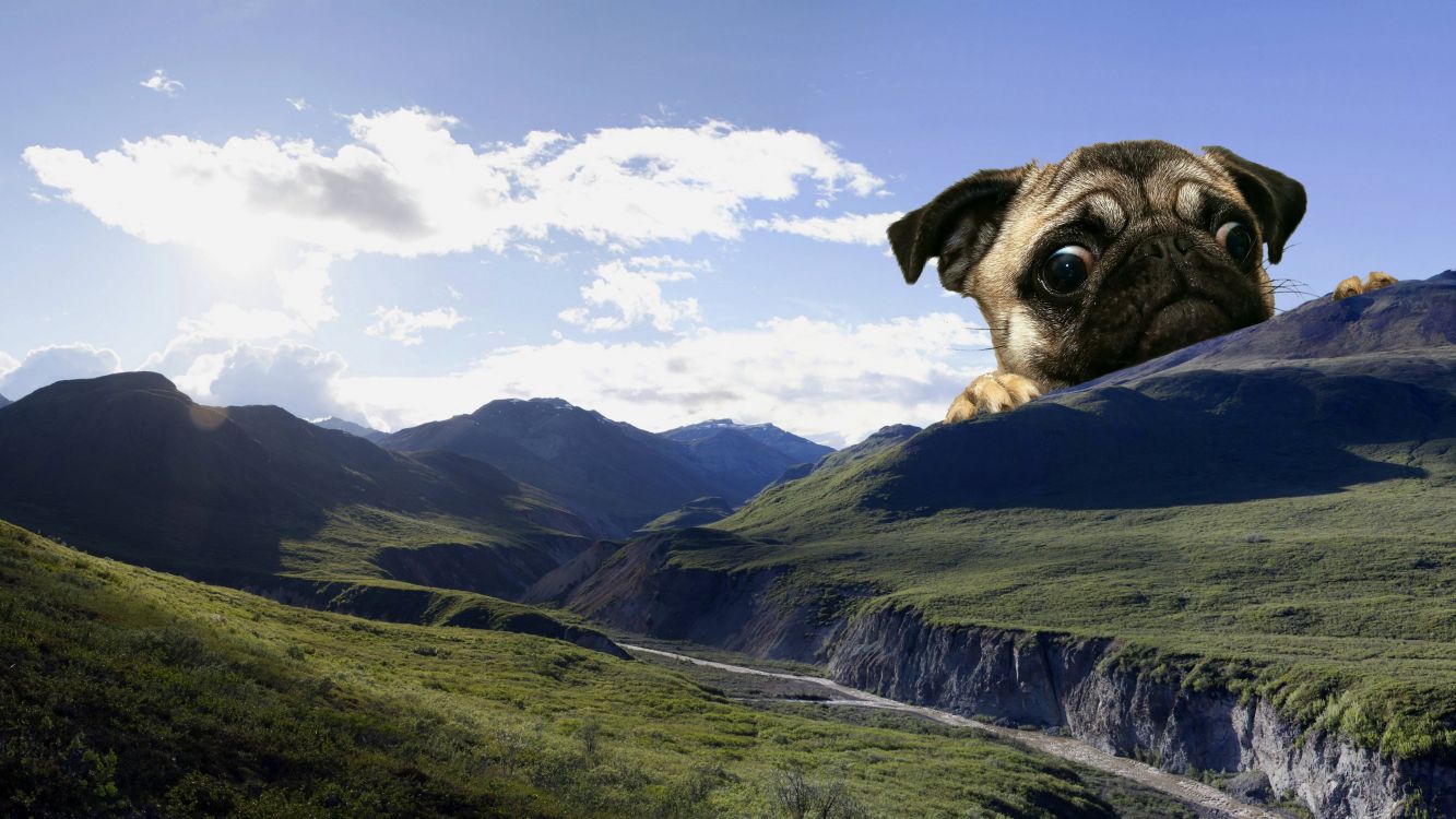 fawn pug on green grass field under blue sky during daytime