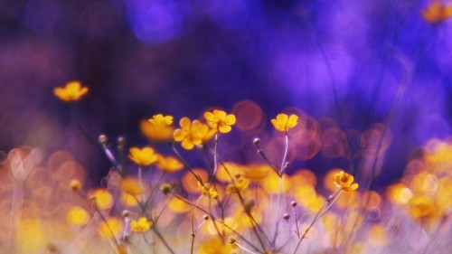 Image yellow flowers in tilt shift lens