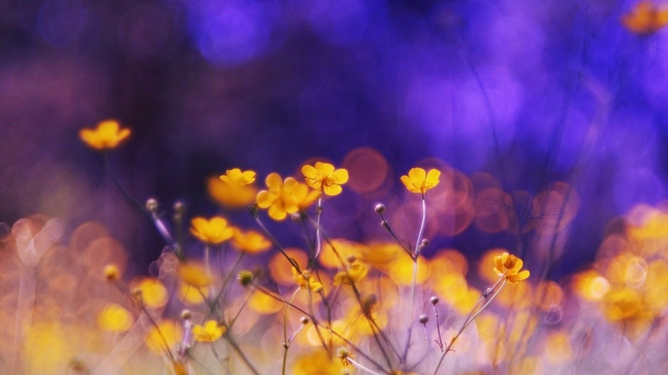 yellow flowers in tilt shift lens