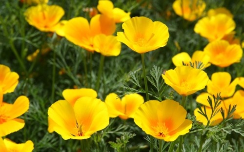 Image yellow daffodils in bloom during daytime