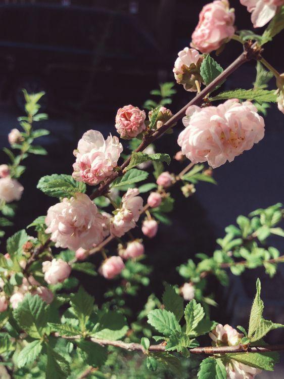 Frühjahr, Blühende Pflanze, Rose Familie, Wissenschaft, Samenpflanzen. Wallpaper in 3024x4032 Resolution