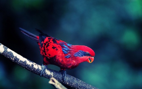 Image red bird on brown tree branch