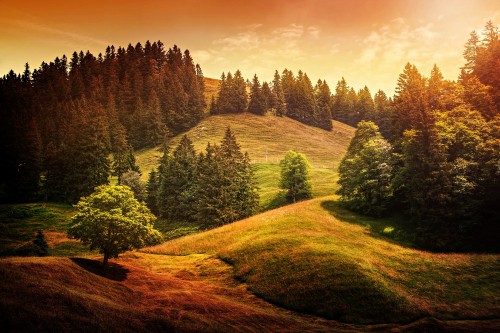 Image green trees on brown field during daytime