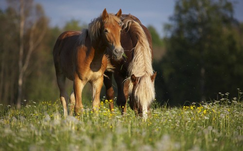 Image brown horse on green grass field during daytime