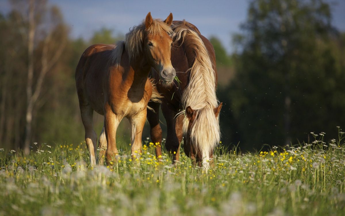 brown horse on green grass field during daytime