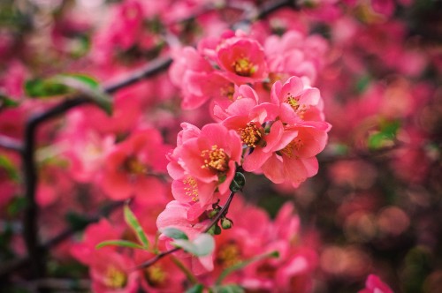 Image pink flowers in tilt shift lens