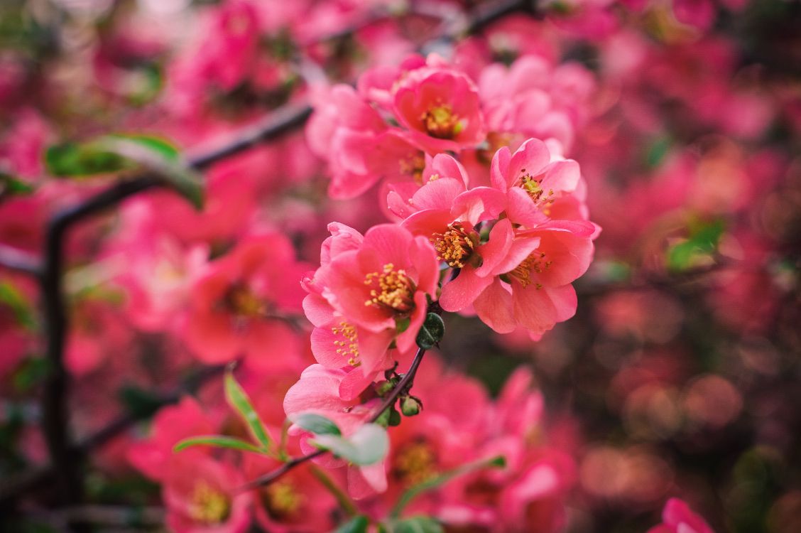 pink flowers in tilt shift lens