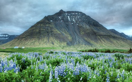 Image purple flower field near brown mountain under white clouds during daytime