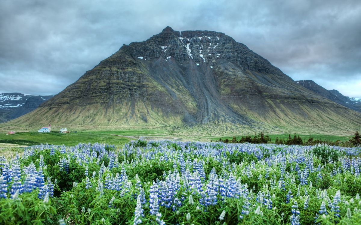 purple flower field near brown mountain under white clouds during daytime