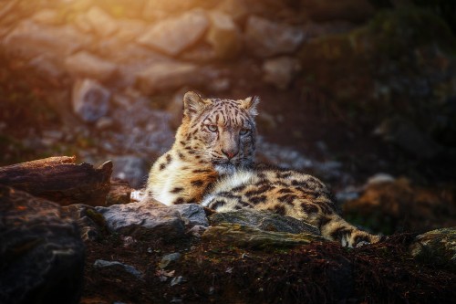 Image leopard lying on brown wood log during daytime