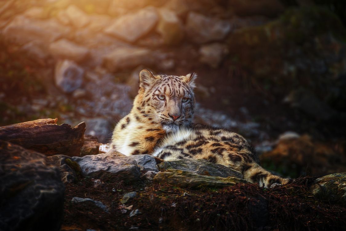 leopard lying on brown wood log during daytime