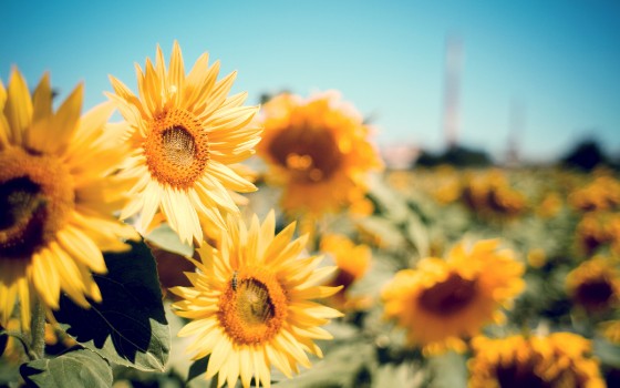 Wallpaper Yellow Sunflower Field During Daytime, Background - Download ...