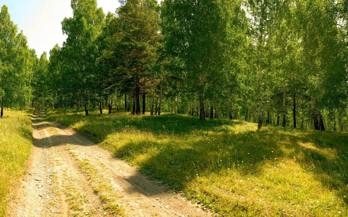 green trees on green grass field during daytime