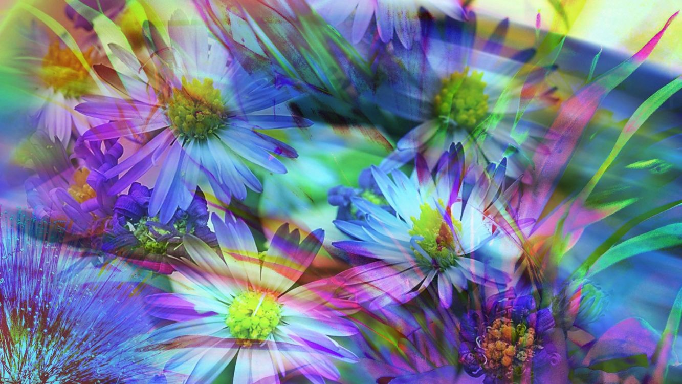 弹簧, 紫色的, 野花, Aster, 显花植物 壁纸 2560x1440 允许