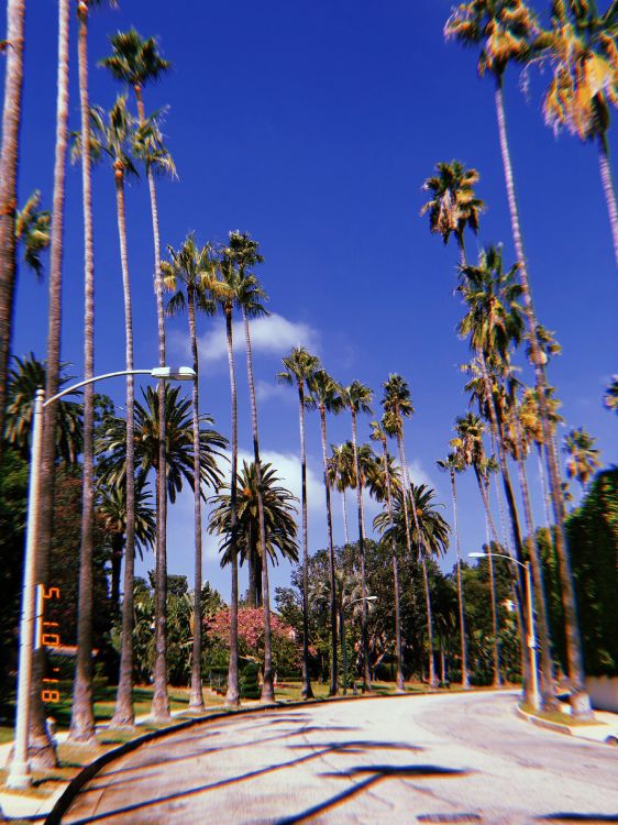 Hollywood, Palmier, Bleu Majorelle, Plantes Ligneuses, Tropique. Wallpaper in 3024x4032 Resolution