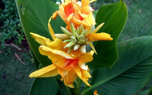 Image yellow and red flower in bloom during daytime