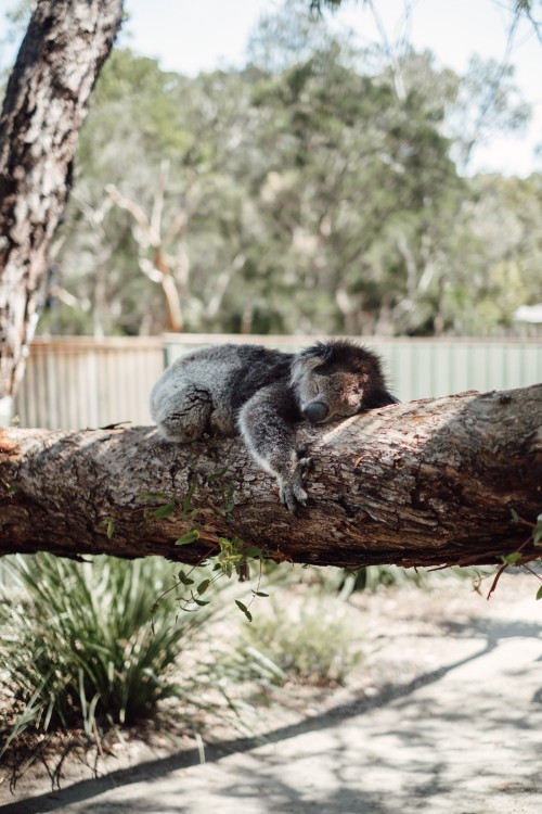 Image gray koala on brown tree branch during daytime