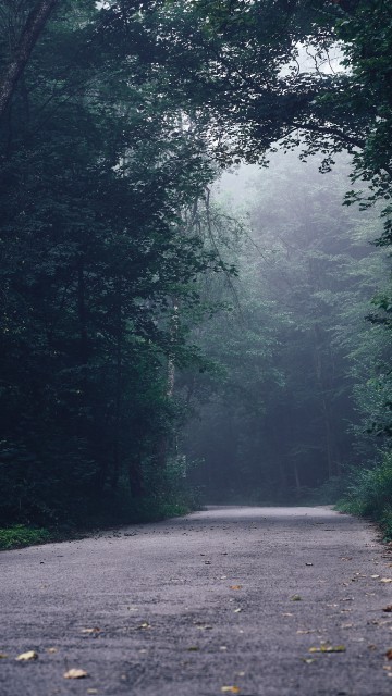 Image road, tree, forest, rainforest, natural environment
