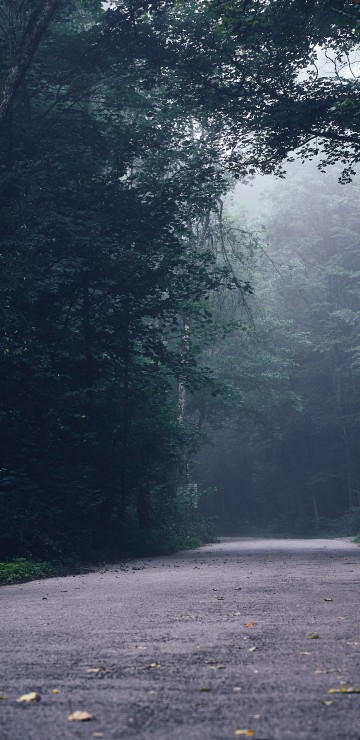 Image road, tree, forest, rainforest, natural environment