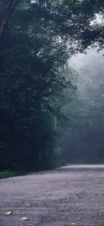 Image road, tree, forest, rainforest, natural environment
