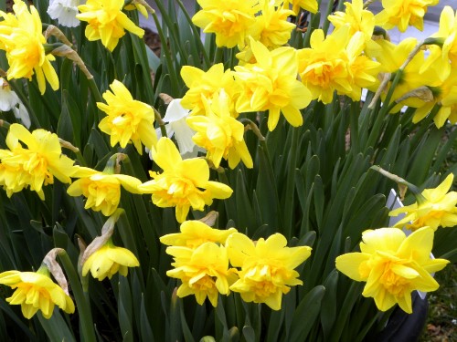 Image yellow daffodils in bloom during daytime