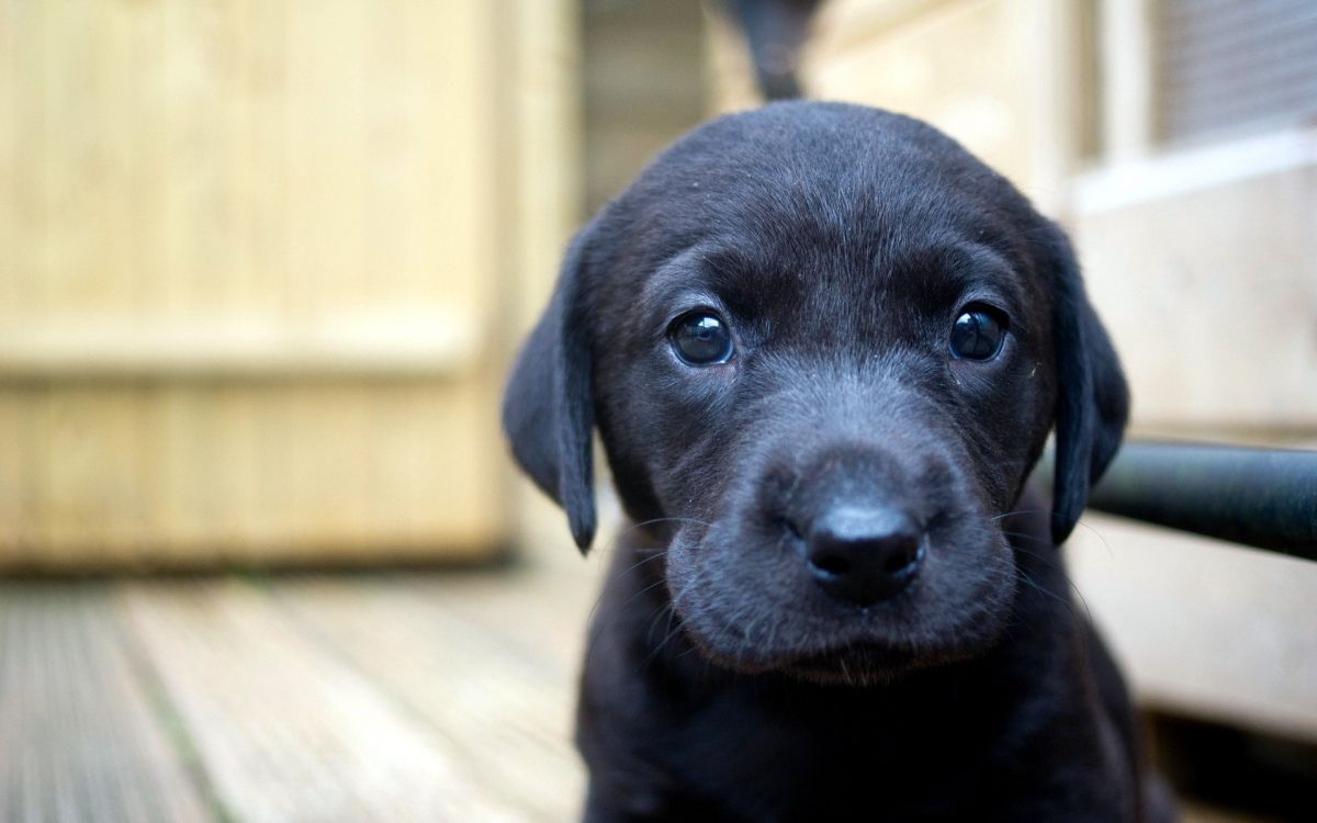 Les Fonds Du0027écran Chiot Labrador Retriever Noir Sur Parquet Marron 
