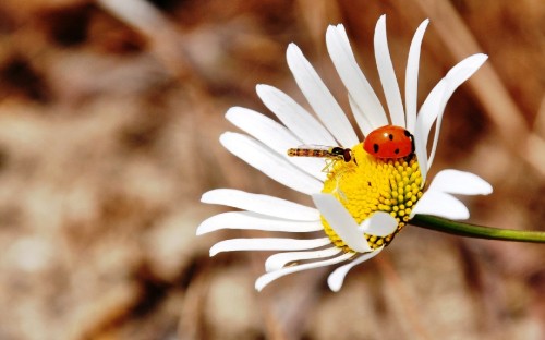 Image yellow and black ladybug perched on white daisy in close up photography during daytime