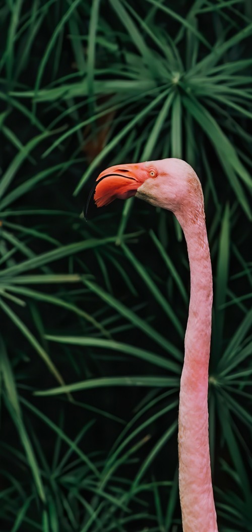 30 Flamingo AppleiPhone 7 750x1334 Wallpapers  Mobile Abyss