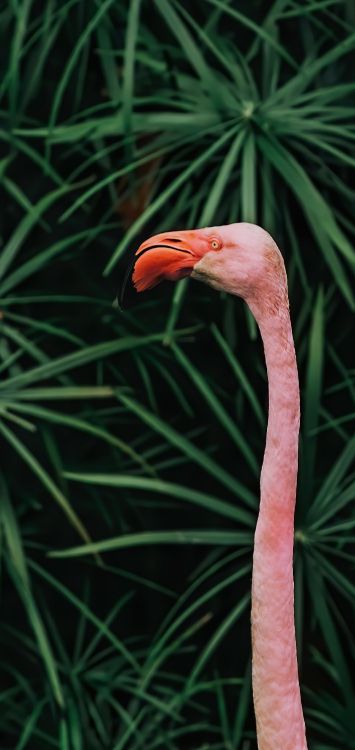 beak, birds, plant stem, biology, science
