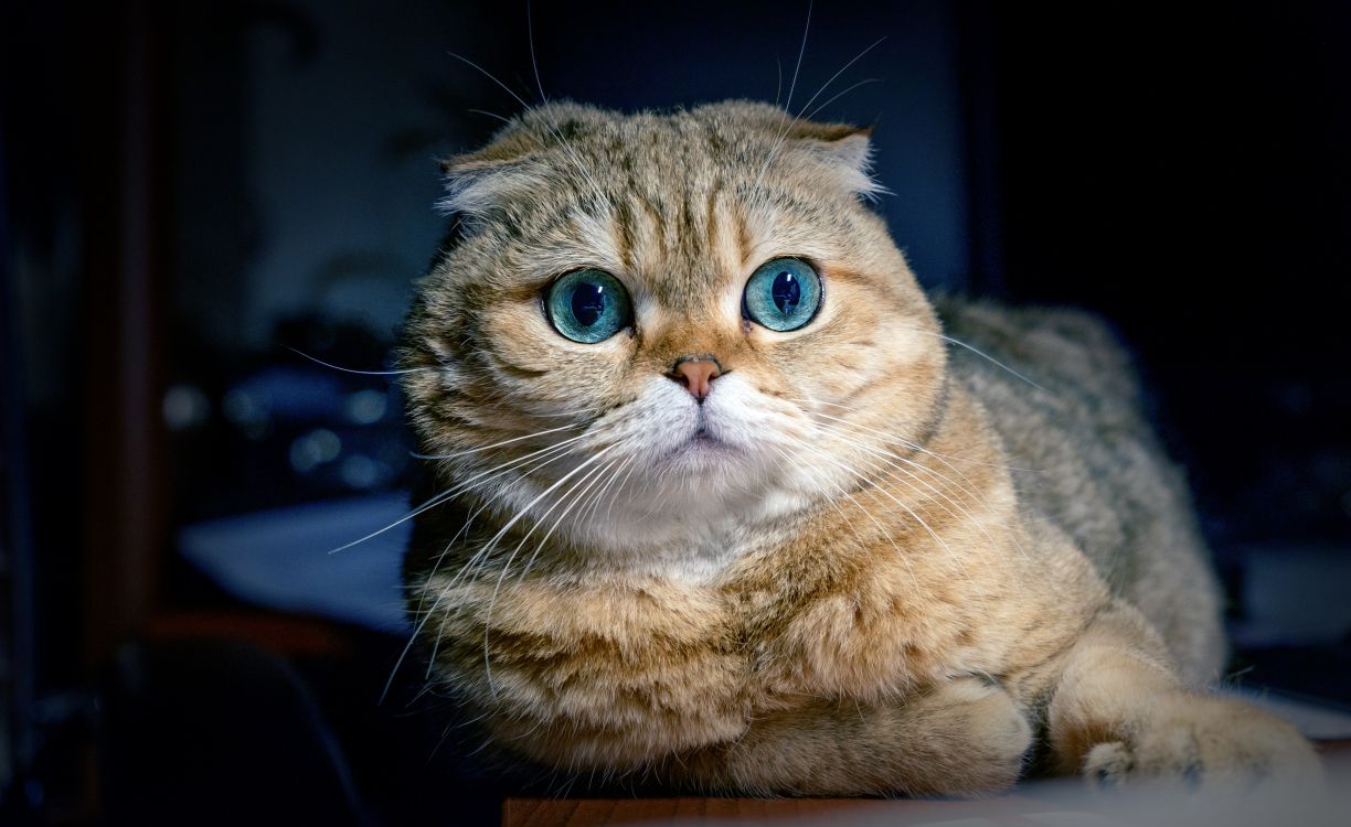 brown tabby cat on black textile