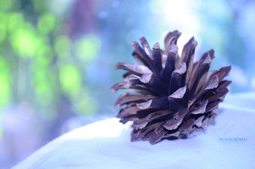 Image gray pine cone on white textile