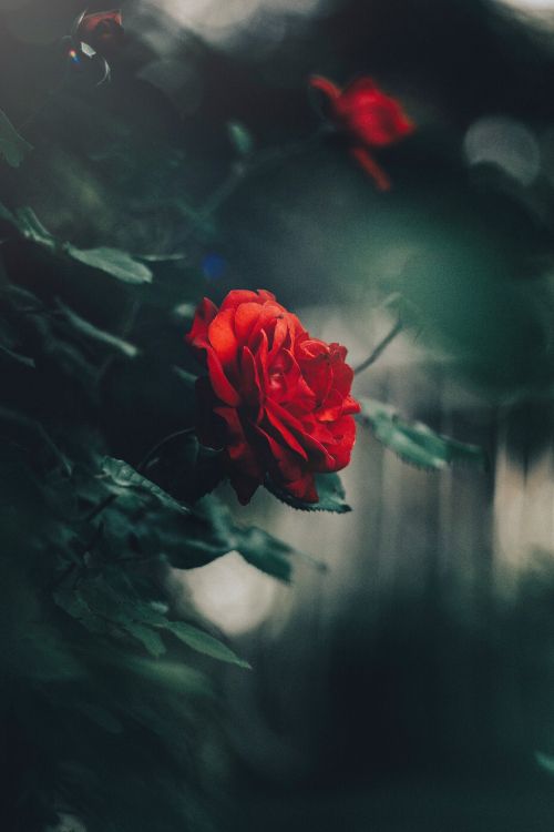 Red Rose in Bloom During Daytime. Wallpaper in 2731x4096 Resolution