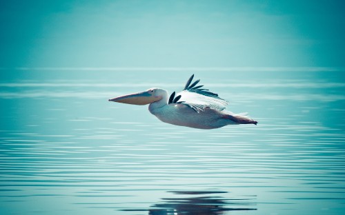 Image white pelican flying over the sea during daytime