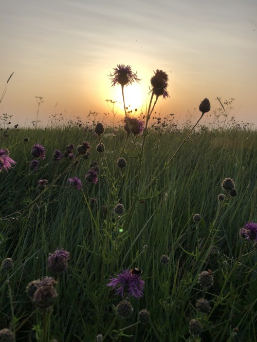 Image vegetation, grasses, physics, natural environment, plant