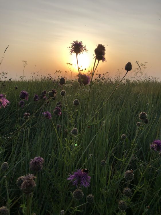 vegetation, grasses, physics, natural environment, plant