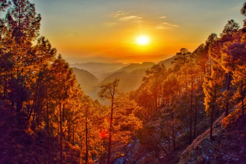 Image green and brown trees on mountain during daytime