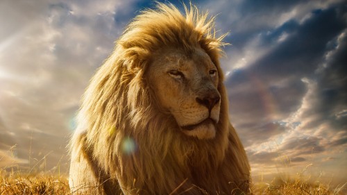 Image lion under blue sky and white clouds during daytime