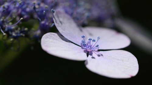 Image white and purple flower in macro photography