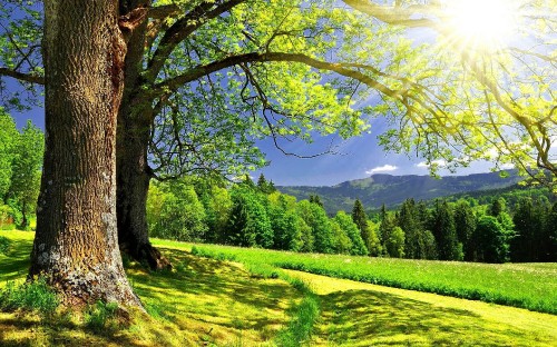 Image green grass field with trees and mountains in the distance