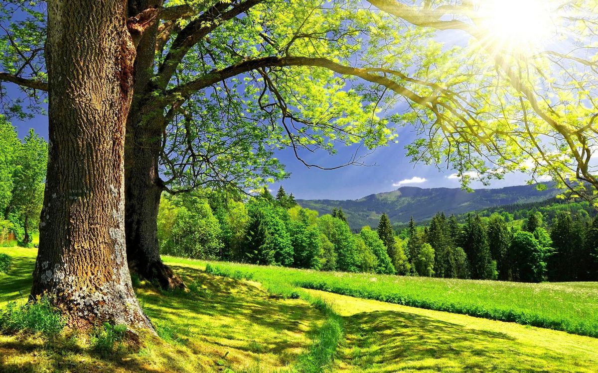 green grass field with trees and mountains in the distance