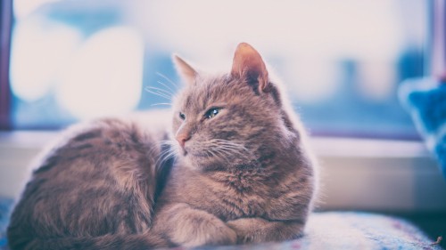 Image brown tabby cat lying on floor