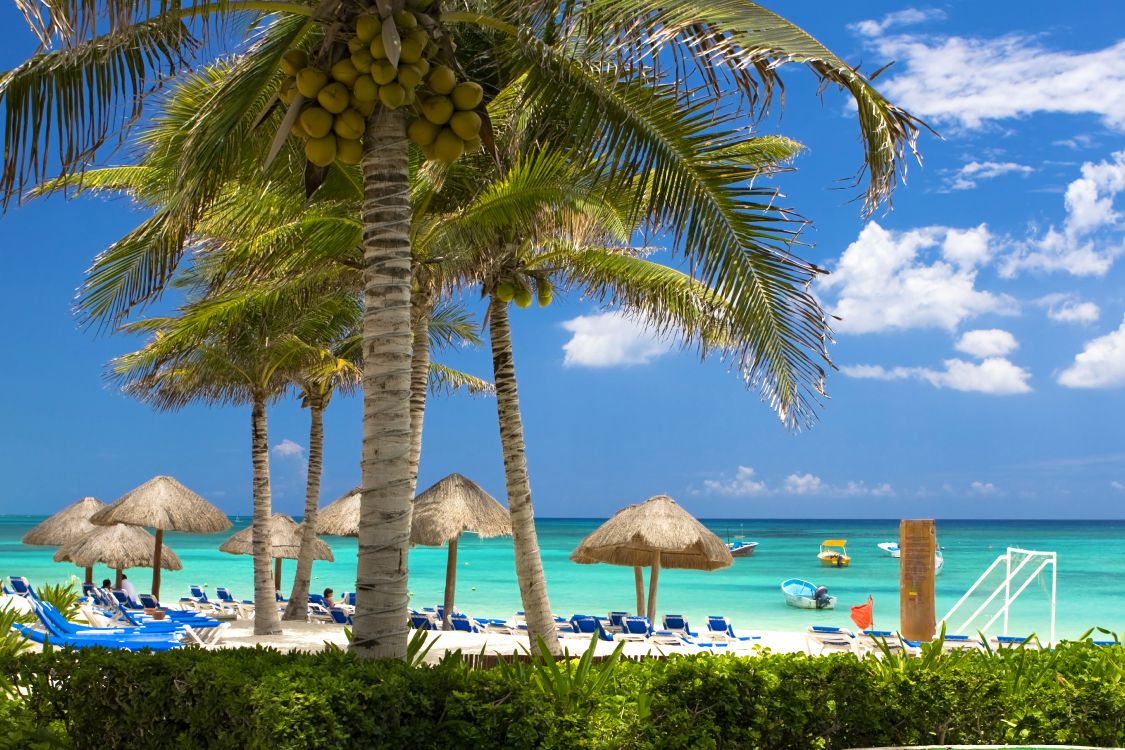 Braune Und Grüne Kokospalme in Der Nähe Eines Gewässers Tagsüber. Wallpaper in 5154x3436 Resolution